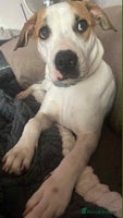 American Bulldog dogs 7 month old full breed American Bulldog - Advert 3