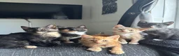 Mixed Breed cats for sale: 5 gorgeous kittens ready now  - Advert 1