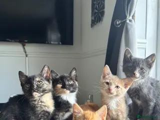 Mixed Breed cats 5 gorgeous kittens ready now - Advert 18