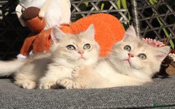 British Shorthair cats for sale: Gorgeous Golden & Blue Golden. Ready now! - Image 5