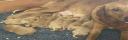 Labrador Retriever dogs for sale: Fox red Labrador puppies - Advert 5