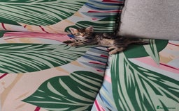 Mixed Breed cats for sale: Beautiful kittens ready for new home - Image 8