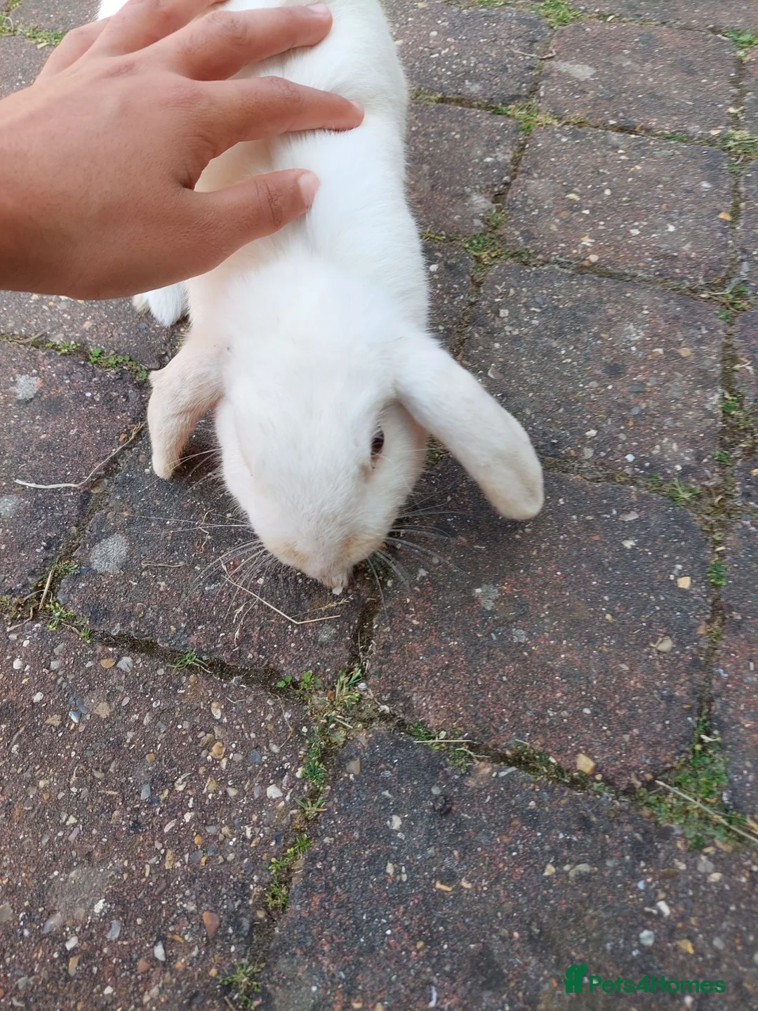 Mixed Breed rabbits for sale: Male rabbit for sale in Lincoln - Advert 2