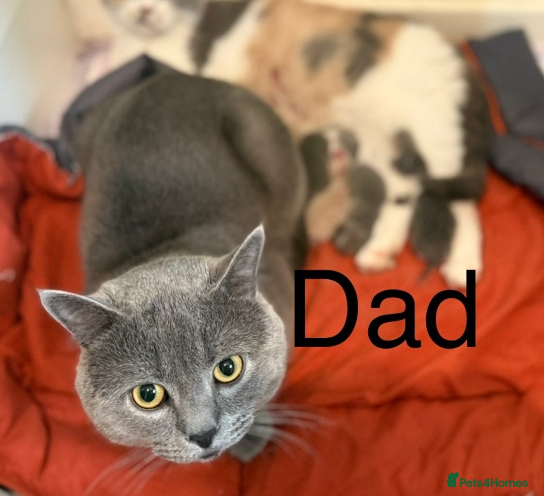 British Shorthair cats for sale: British shorthair kittens  - Image 12