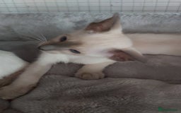 Oriental cats for sale: Full Pedigree Oriental 6 Kittens XL size ears GCCF - Image 14
