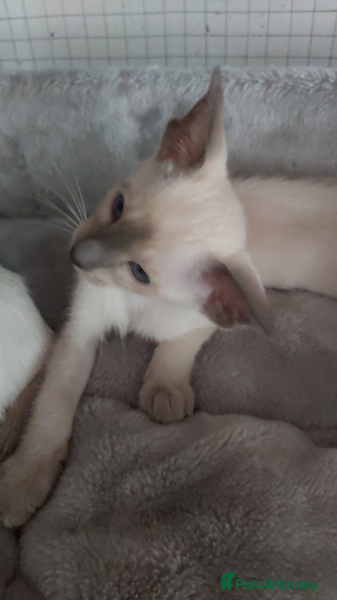 Oriental cats for sale: Full Pedigree Oriental 6 Kittens XL size ears GCCF - Image 14