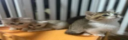 Munchkin cats for sale: Full Pedigree Munchkin Kittens - Advert 22