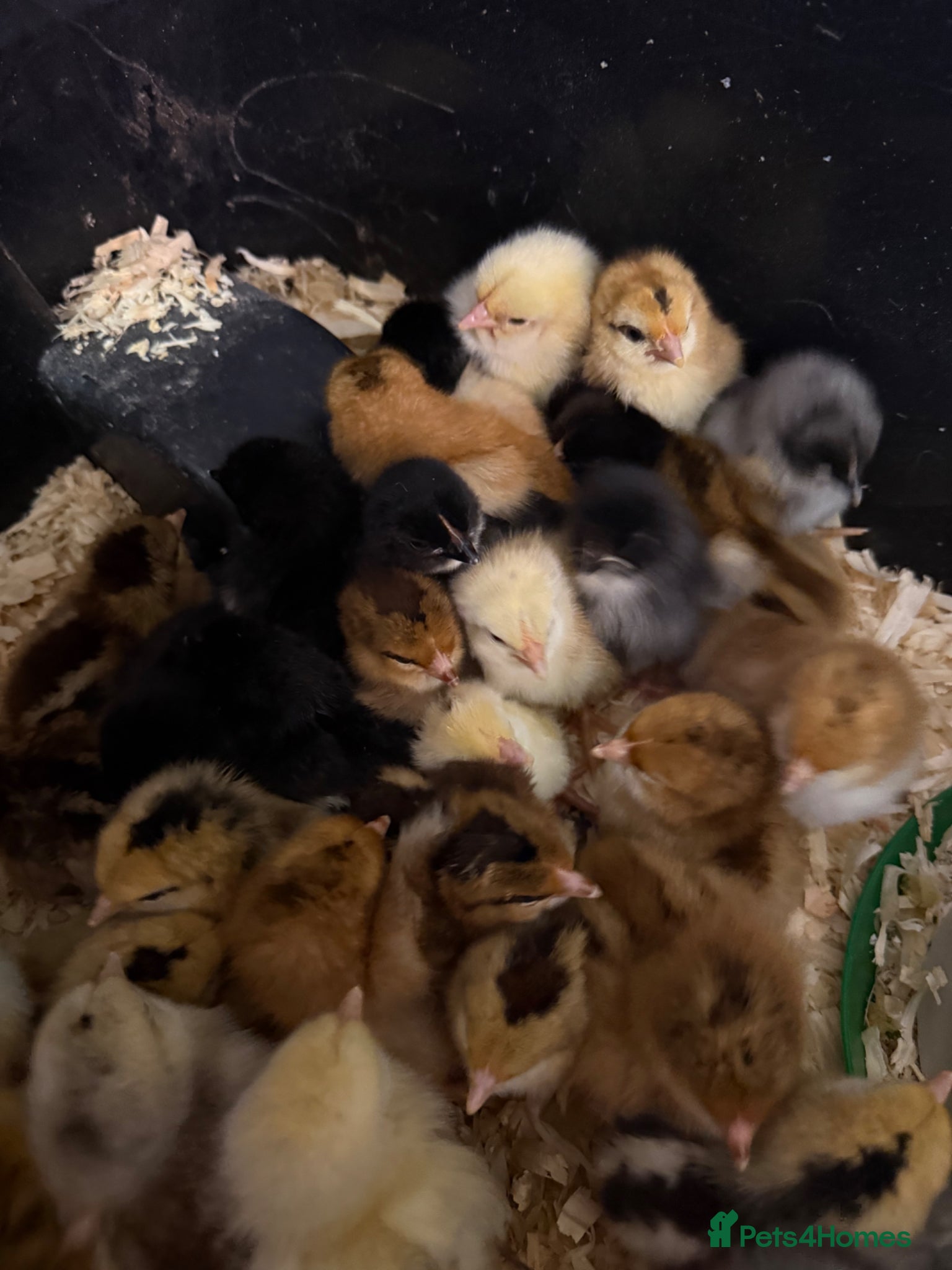 Chickens poultry Day old chicks - mixed breeds - Advert 1