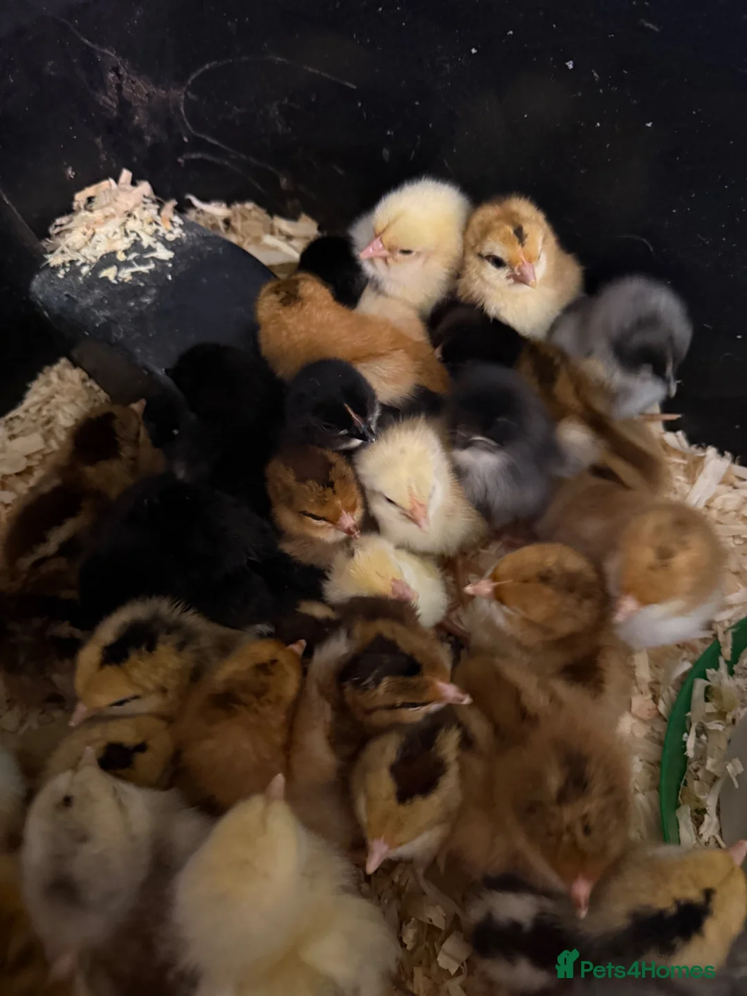 Chickens poultry for sale: Day old chicks - mixed breeds in Newark - Advert 1