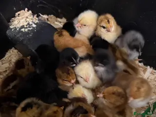 Chickens poultry Day old chicks - mixed breeds - Advert 1