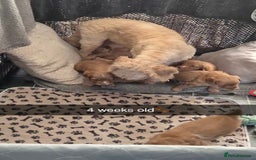 Cockapoo dogs for sale: F1 Cockapoo X Working Cocker Spaniel  - Image 7
