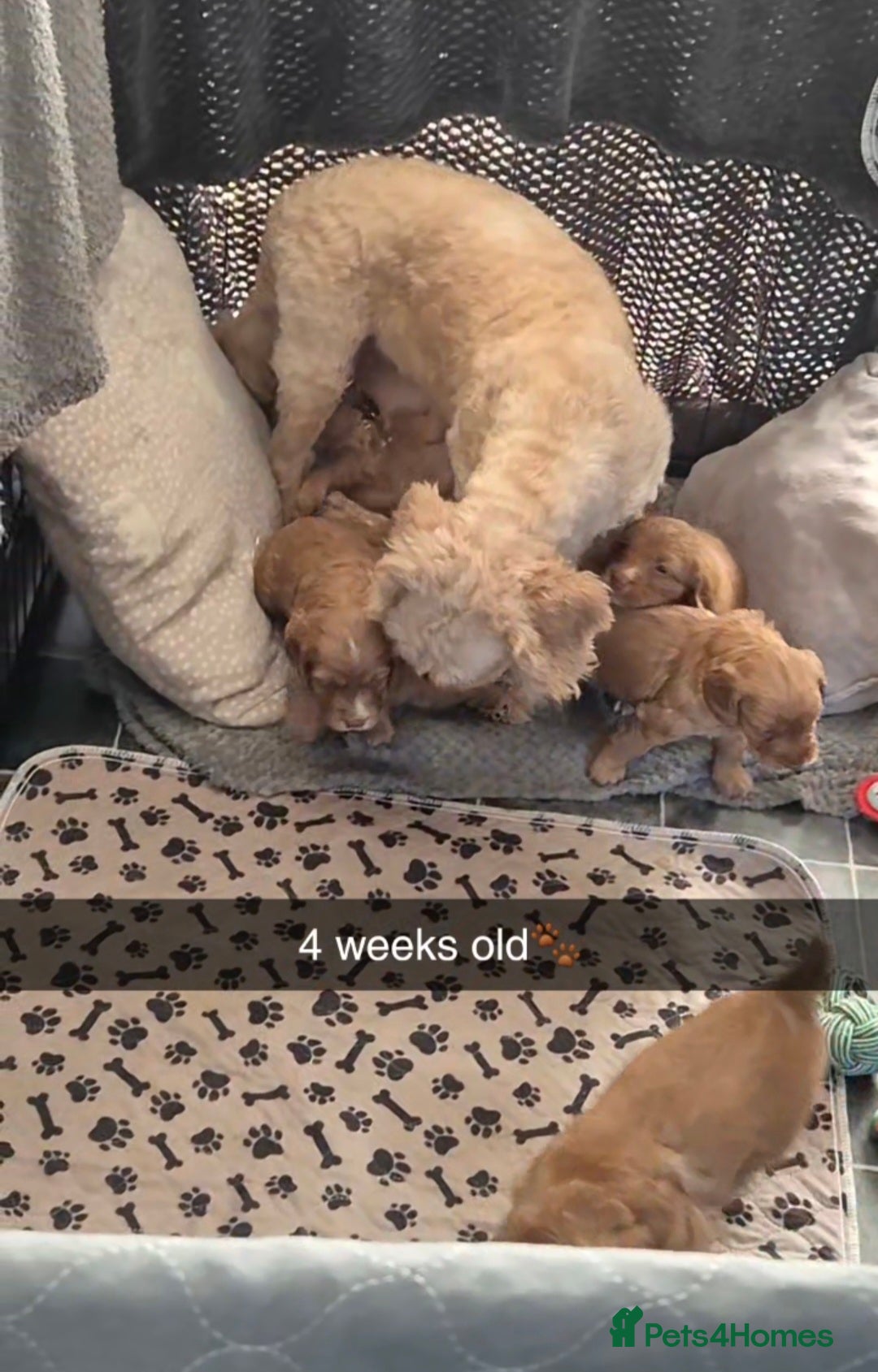 Cockapoo dogs for sale: F1 Cockapoo X Working Cocker Spaniel  - Image 7