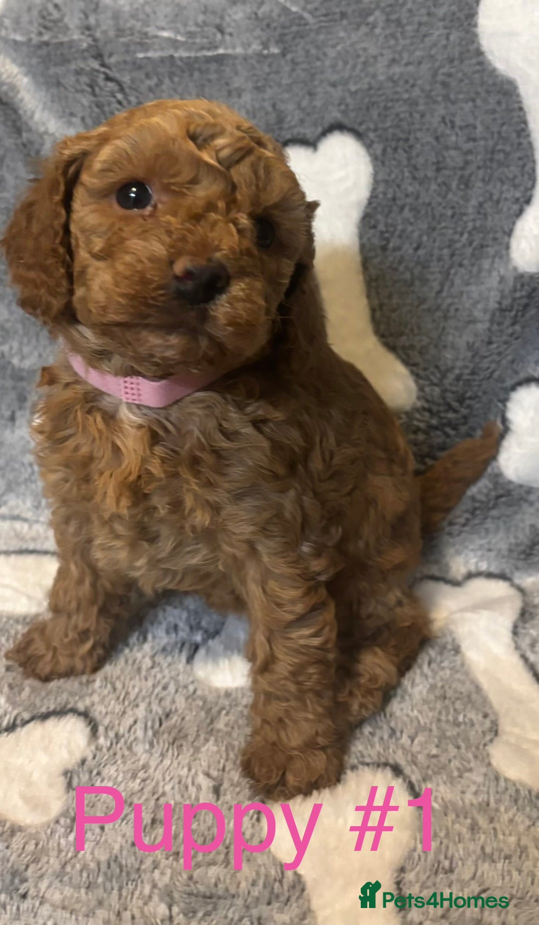 Cavapoo dogs for sale: Stunning Merle toy f1b Cavapoo puppies - Advert 13