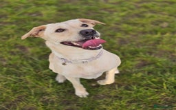 Mixed Breed dogs for sale: Labrador cross puppies  - Image 7