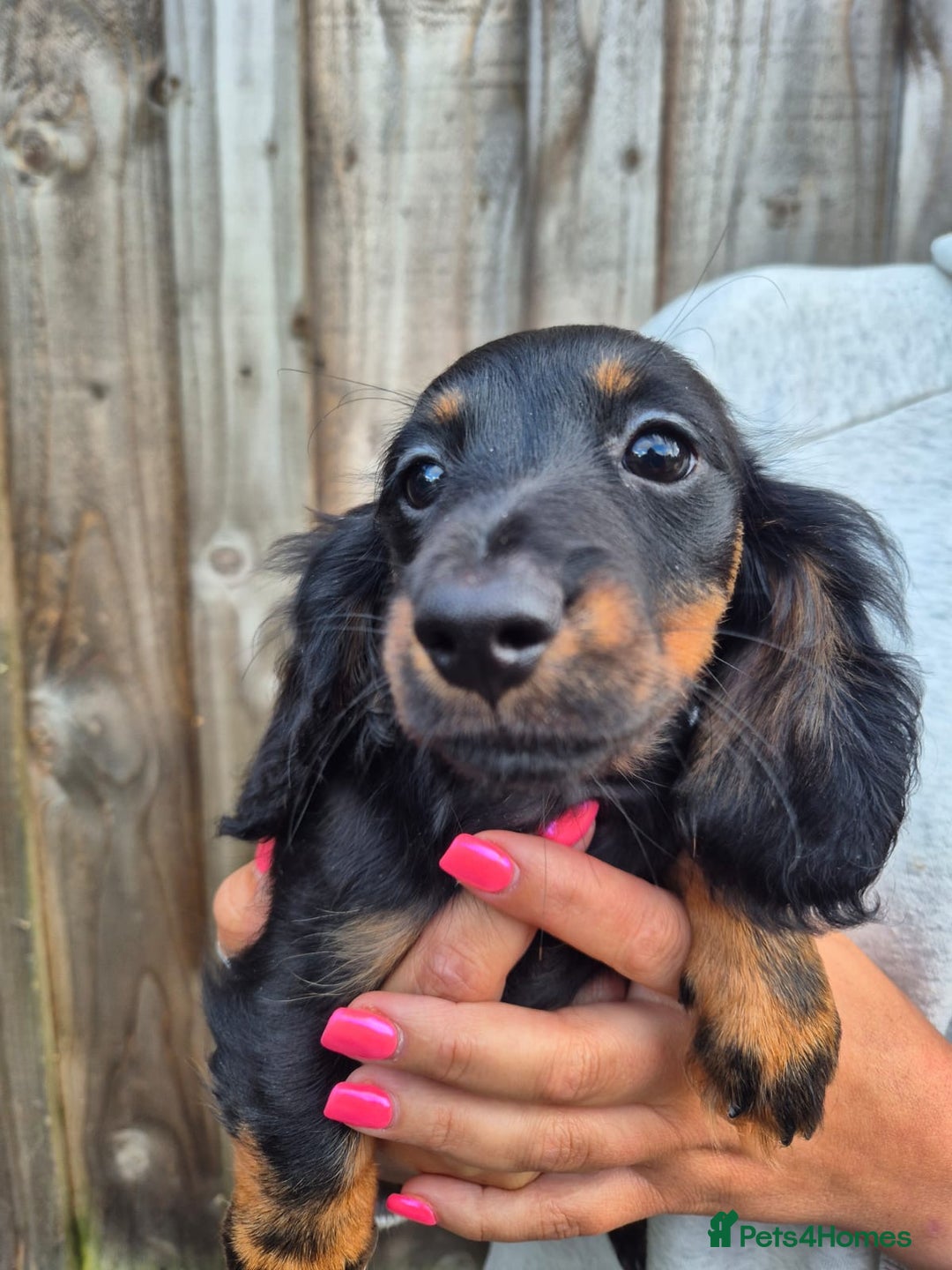 Miniature Dachshund dogs for sale: Long haired miniature dachshunds  - Image 8