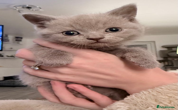 British Shorthair cats - Advert 14