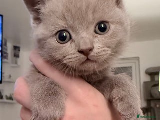 British Shorthair cats - Advert 18