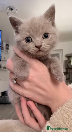 British Shorthair cats - Advert 12