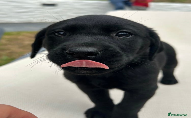 Labrador Retriever dogs - Advert 8