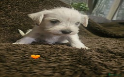Miniature Schnauzer dogs for sale: Adorable white schnauzer puppies- ready soon! - Image 22