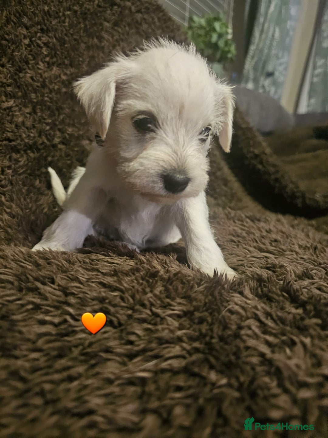 Miniature Schnauzer dogs for sale: Adorable white schnauzer puppies- ready soon! - Image 22