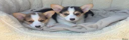 Welsh Corgi Pembroke dogs for sale: Pembrokeshire corgi. 1 girl left!Fully vaccinated! - Advert 2
