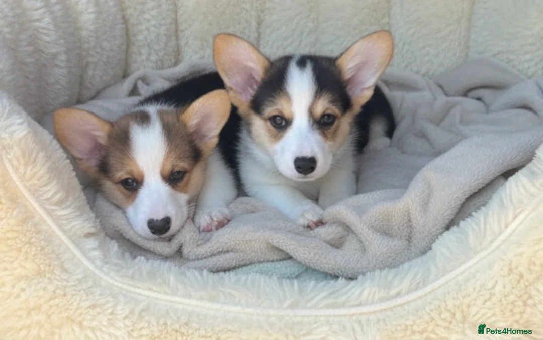 Welsh Corgi Pembroke dogs for sale: Pembrokeshire corgi. 1 girl left!Fully vaccinated! - Advert 2