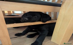 Labrador Retriever dogs for sale: Labrador puppies ready soon. North Yorkshire. - Advert 7