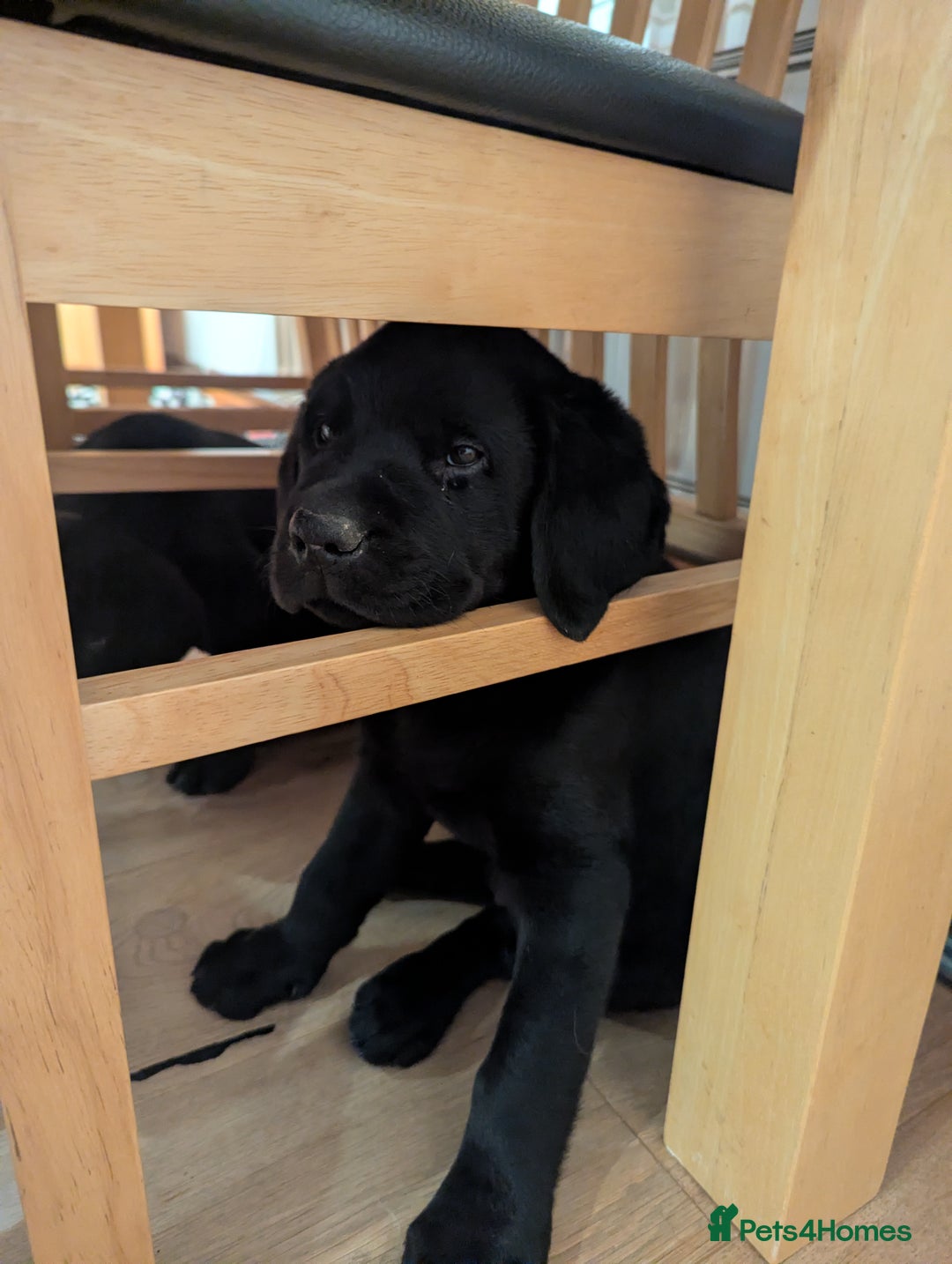 Labrador Retriever dogs for sale: Labrador puppies ready soon. North Yorkshire. - Advert 7