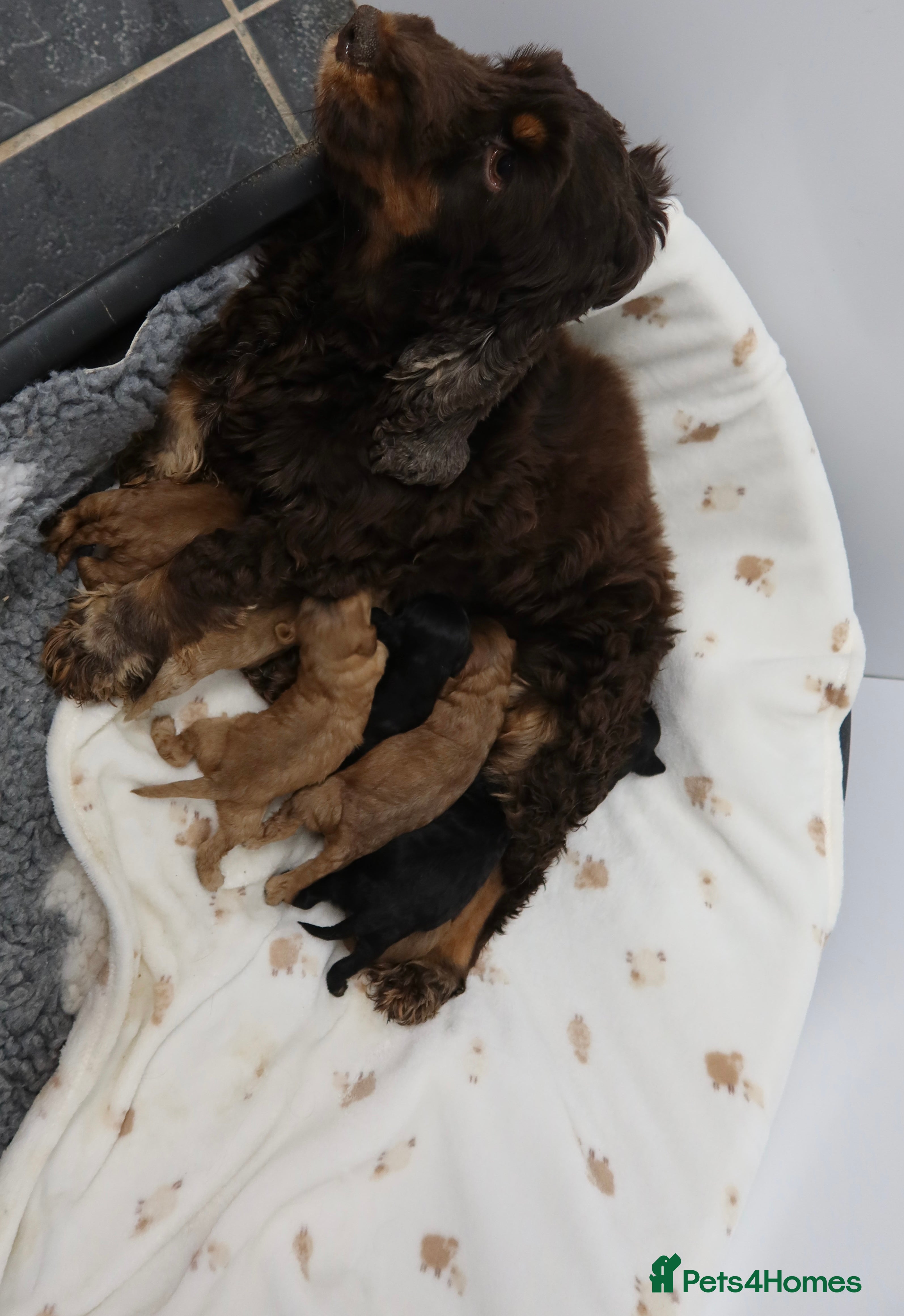 Cockapoo dogs 8 F1 Cockapoos available  - Advert 6
