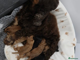 Cockapoo dogs 8 F1 Cockapoos available - Advert 3