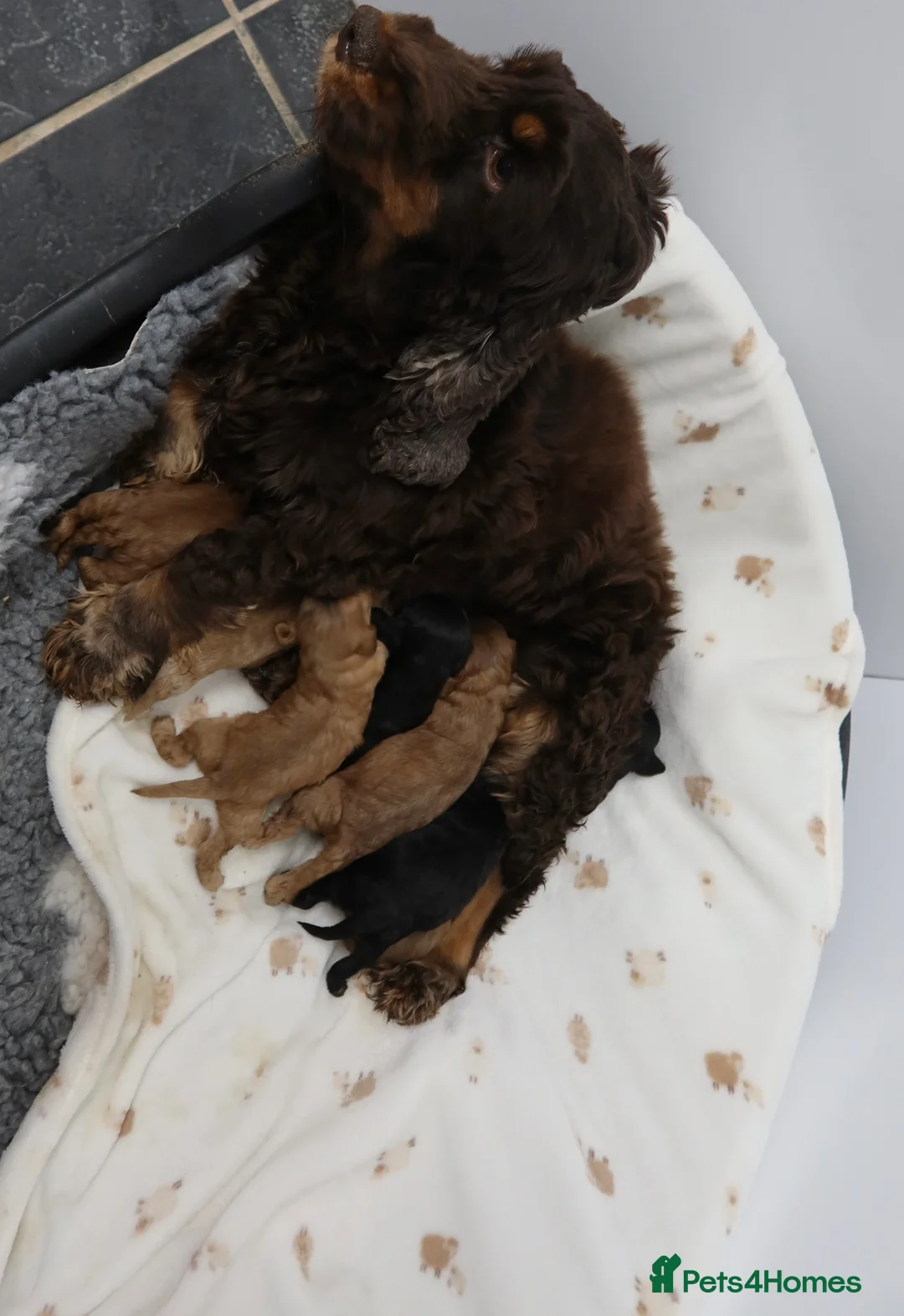 Cockapoo dogs for sale: 8 F1 Cockapoos available  - Advert 11