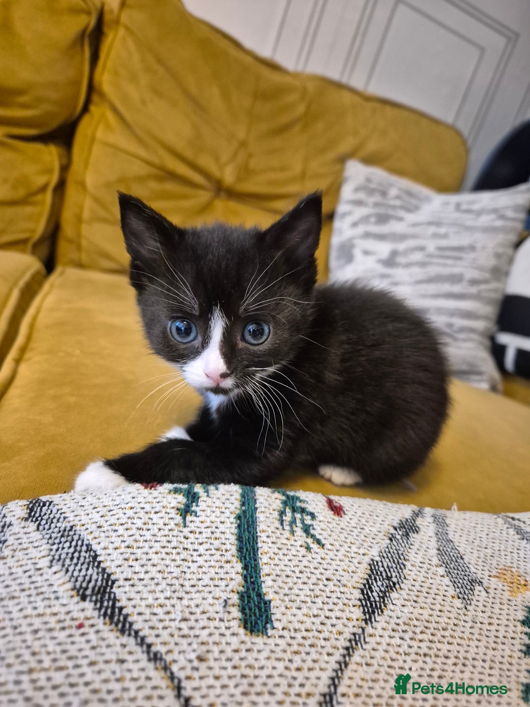 British Shorthair cats for sale: Beautiful little kittens for sale - Advert 6