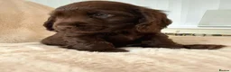 Cocker Spaniel dogs for sale: Extensively health tested KC Show Cocker Spaniels  - Advert 8