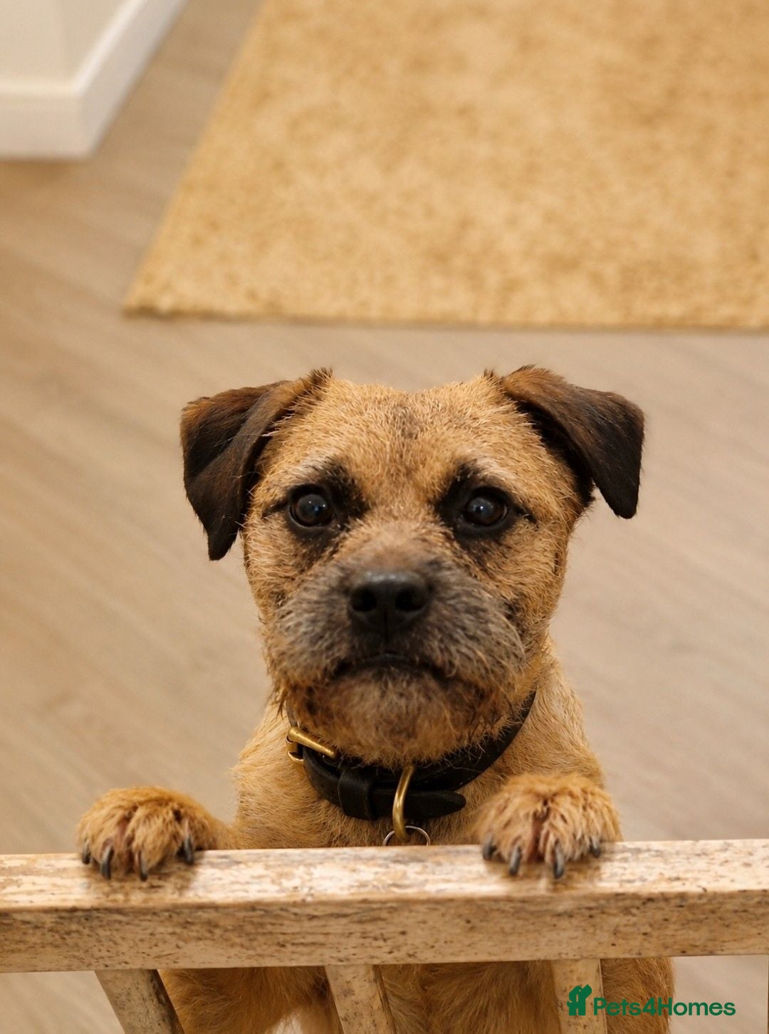Border Terrier dogs Beautiful 4 yr old Border Terrier spayed bitch  - Advert 2