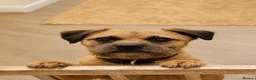 Border Terrier dogs for sale: Beautiful 4 yr old Border Terrier spayed bitch  - Advert 2