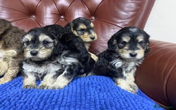 Cockapoo dogs for sale: F1 Gen Cockapoo Puppies - Image 11