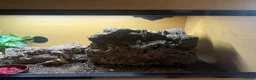 Skink reptiles for sale: Northern Blue Tongue Skink 6 Months Old Male in Wallsend - Advert 17