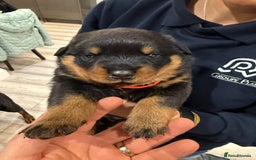 Rottweiler dogs for sale: Rottweiler puppies  - Image 16