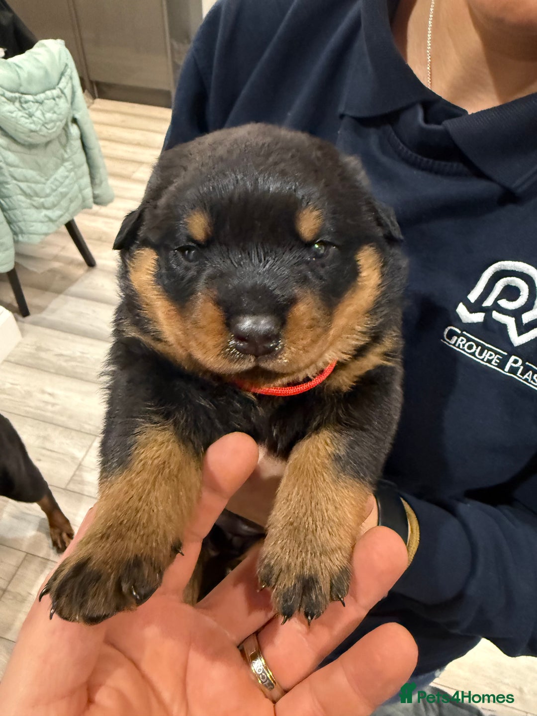 Rottweiler dogs for sale: Rottweiler puppies  - Image 16