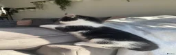 British Longhair cats for sale: 5 fluffy kittens - Advert 13