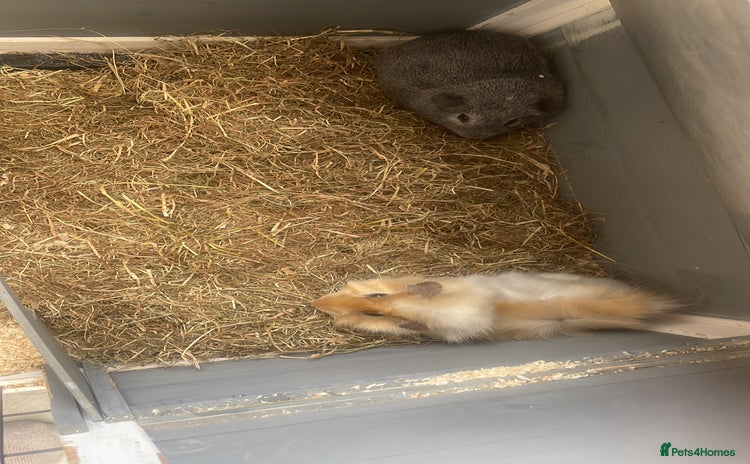 Guinea Pig rodents - Advert 4