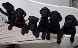 Labrador Retriever dogs for sale: Excellent KC Registered working Black Lab pups  - Image 1