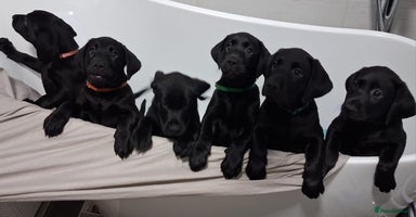 Labrador Retriever dogs - Advert 7