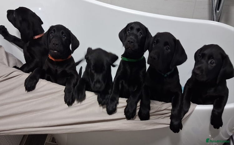 Labrador Retriever dogs - Advert 5
