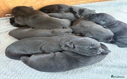 Labrador Retriever dogs for sale: Health tested KC Registered Labrador Puppies  - Image 3
