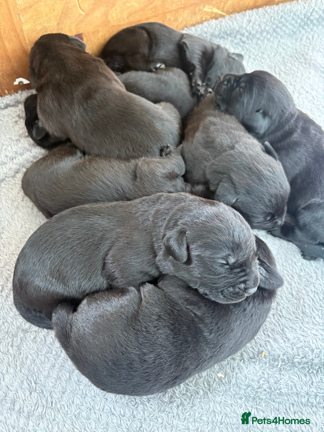 Labrador Retriever dogs for sale: Health tested KC Registered Labrador Puppies  - Image 3