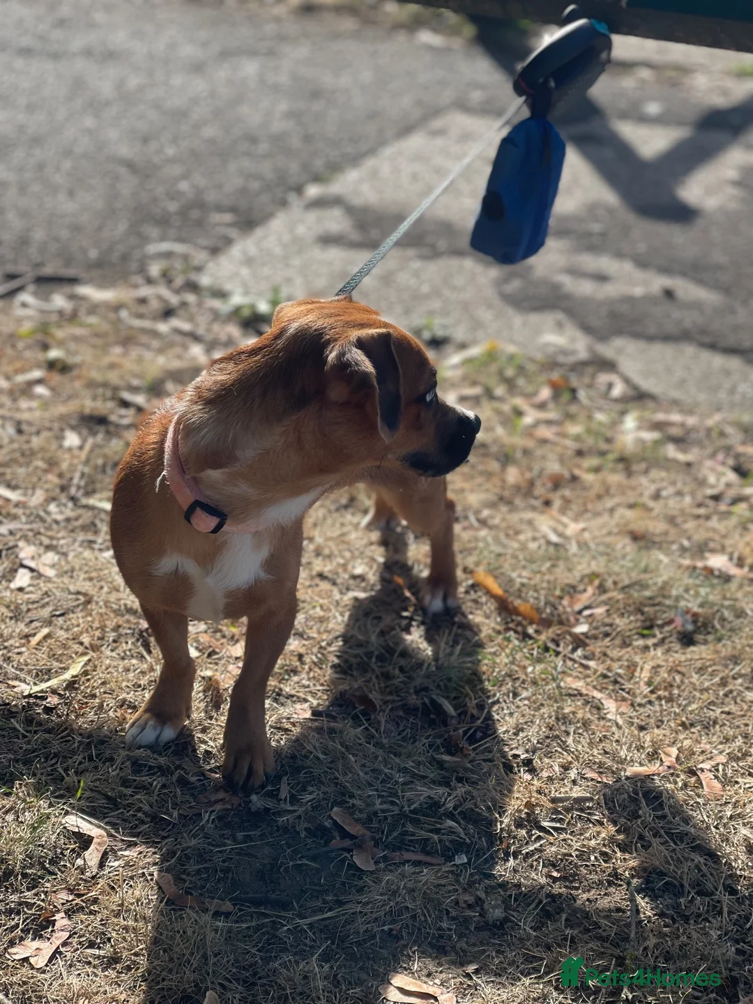 Mixed Breed dogs for sale: Dachshund x Pug 8 Months Old Baby Pixy - Advert 5