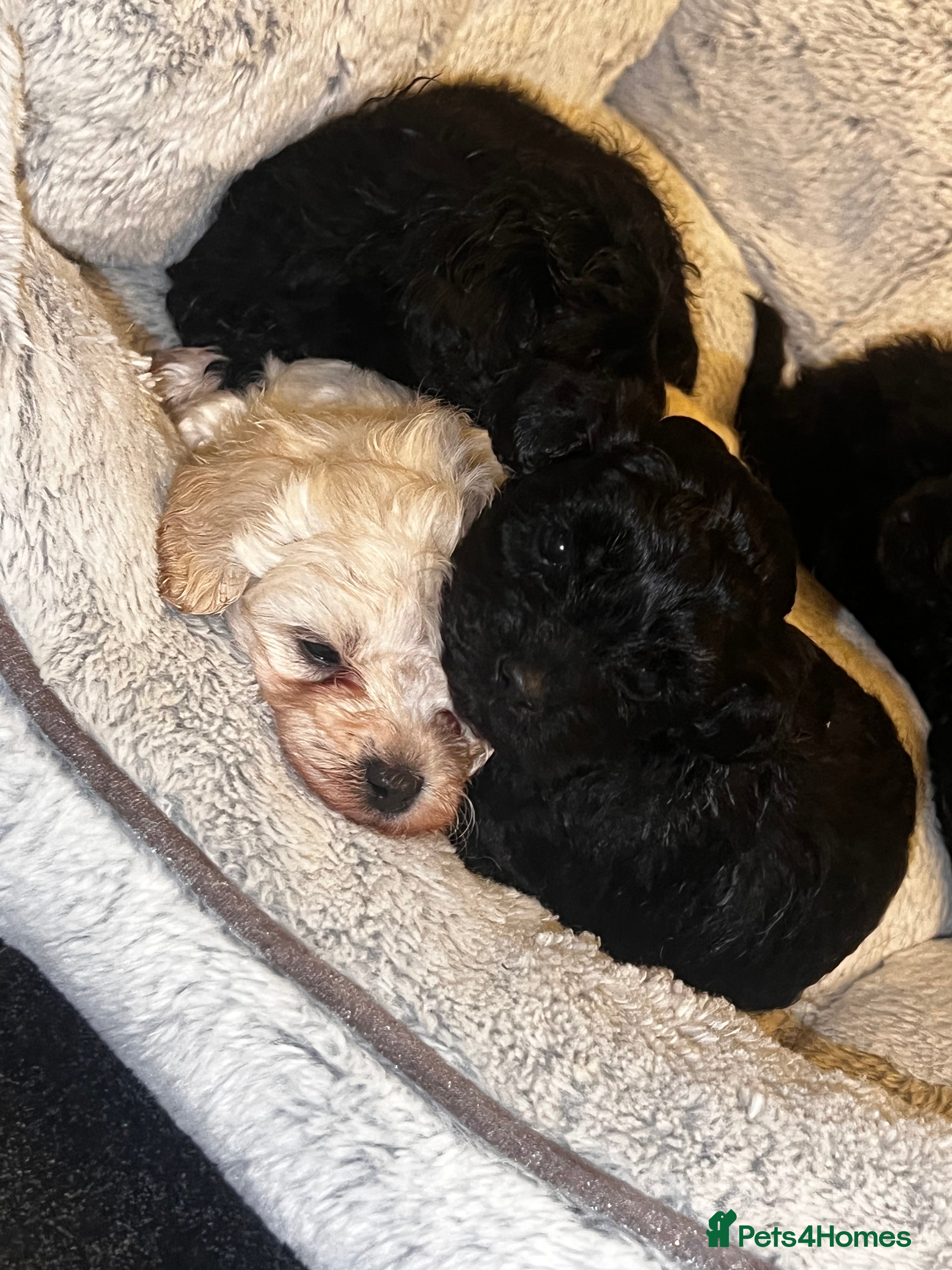 Maltipoo dogs Stunning F1 Malta-poos  - Advert 1