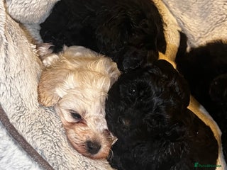 Maltipoo dogs Stunning F1 Malta-poos - Advert 2